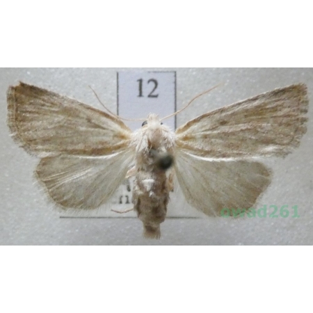 Photedes fluxa (Hübner, 1809) Czech12